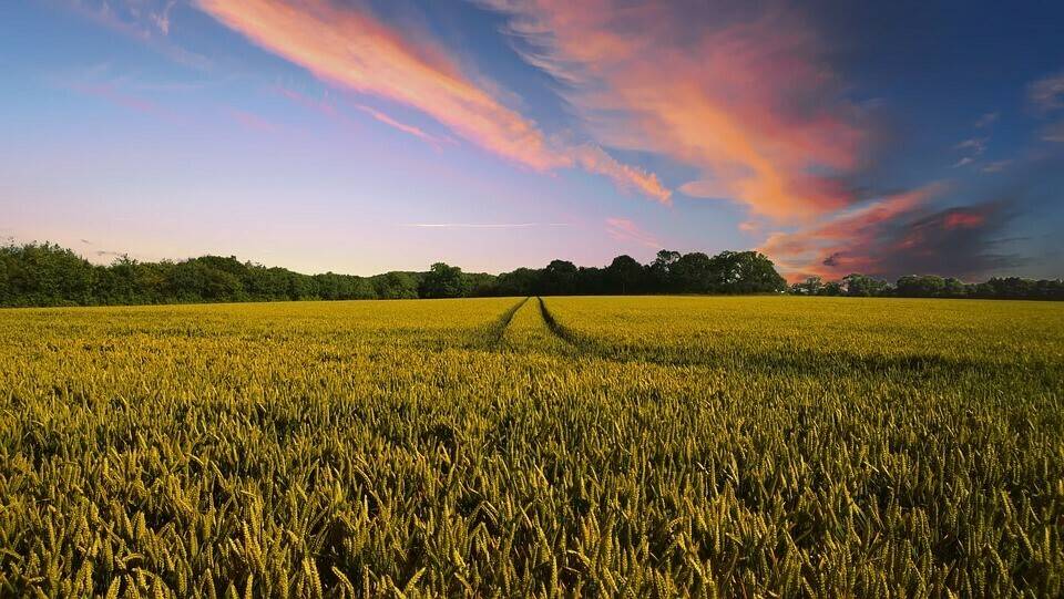 countryside-2326787_960_720|phytoma 2018|lavender-field-1595587_960_720|crop-3261851_960_720